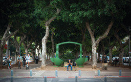עצי פיקוס בשדרות רוטשילד בתל אביב (צילום: פלאש 90)