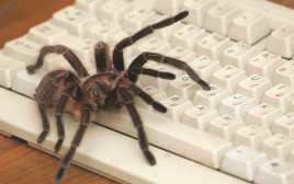 עכביש, אילוסטרציה