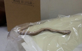 הנחש שנלכד במרפאה בבאר שבע (צילום: מיכל דיין)