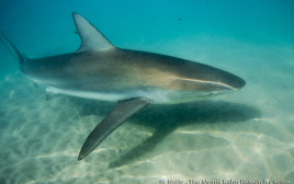 כריש בישראל