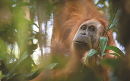 זן חדש של קופי אורנגאוטן באינדונזיה (צילום: רויטרס)
