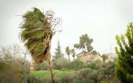 רוחות בבית אל, ארכיון (צילום: הלל מאיר/TPS)