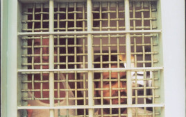 תא כלא (צילום: יוסי אלוני)