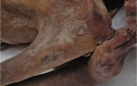 הקעקוע על זרועה של המומיה (צילום: המוזיאון הבריטי)