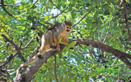 פארק הקופים (צילום: מיטל שרעבי)