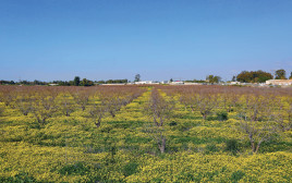 שדה מול גן יבנה  (צילום: יעקב לדרמן, פלאש 90)
