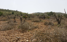 עצי זית נעקרו בבורין (צילום: יש דין)