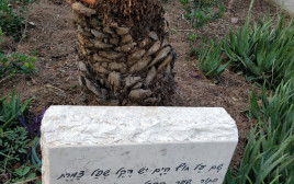 עץ הדקל משירה של נעמי שמר (צילום: מועצה אזורית עמק הירדן)