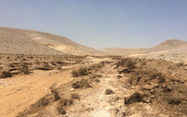 נחל אשלים (צילום: עודד נצר, המשרד להגנת הסביבה)