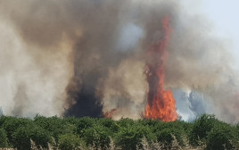 שריפה בעוטף עזה - טרור העפיפונים (צילום: טל לב רם)