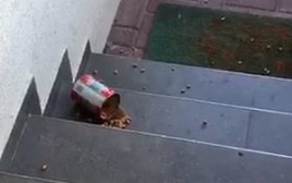 פחית השימורים שנזרקה על בית ח"כ כבל 