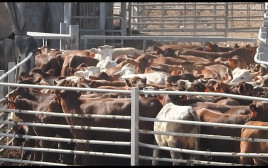 תחנת הסגר אילות לבעלי חיים שיובאו באניות לשחיטה (צילום: אנונימוס)