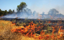 שדות כיסופים עולים בלהבות