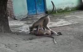 קוף ניסה להחיות את חברו (צילום: צילום מסך)