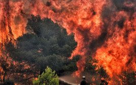השריפות ביוון (צילום: AFP)