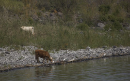 פרות בנחל ברמת הגולן (צילום: דורון הורוביץ, פלאש 90)