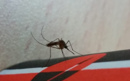 יתוש הקולקס, קדחת הנילוס (צילום: הדר סבטי, רשות הטבע והגנים)