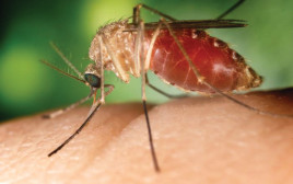 יתוש הקולקס, קדחת הנילוס (צילום: ויקיפדיה)