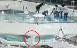 נפלה לבריכת כרישים בזמן ההאכלה