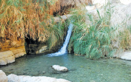 עין גדי (צילום: הדר יהב)
