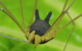 היצור המוזר ביותר בטבע