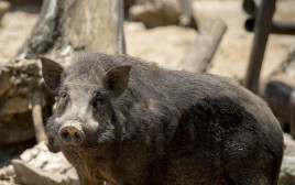 חזיר בר (צילום: ingimage ASAP)