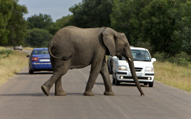 פילים (צילום: ingimage ASAP)