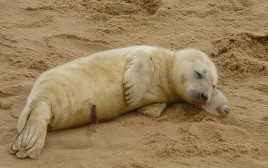 גור כלבי ים מנמנם על החוף (צילום: John Evered)