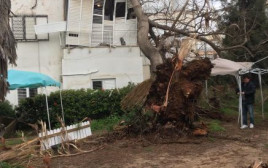 העץ שקרס על בניין בגבעתיים (צילום: דוברות עיריית גבעתיים)
