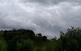 גשם העכבישים של ברזיל