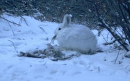 ארנבים קניבלים (צילום: נשיונל ג'יאוגרפיק)