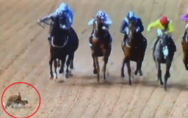 ארנבים נתפסו באקט