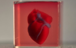 הדפסה תלת ממדית של לב אנושי בקנה מידה קטן מחומרים ותאים אנושיים. (צילום: “3D printing of personalized thick and perfusable cardiac patches and hearts”; Noor et al.; Advanced)