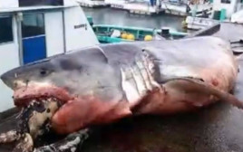 מצאו כריש מת עם צב ענקי בפה