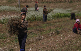 חקלאים בקוריאה הצפונית (צילום: רויטרס)