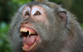 קוף (צילום: ingimage ASAP)