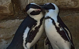 זוג הפינגווינים ביל ומנטה  (צילום: טיבור יגר)