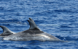 דולפינים במפרץ אילת (צילום: ערן גיסיס, רשות הטבע והגנים)