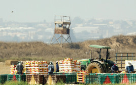 חקלאים בעוטף עזה (צילום: רויטרס)