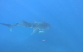 כריש לווייתן (צילום: עמרי יוסף עומסי, רשות הטבע והגנים)
