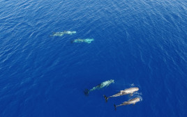 דולפינים במפרץ אילת (צילום: חן טופיקיאן, רשות הטבע והגנים)