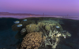 שונית האלמוגים במפרץ אילת בשעת שקיעה (צילום: תום שלזינגר)