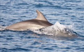 דולפין (צילום: גיא לויאן, רשות הטבע והגנים)