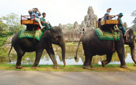 פילים באנגקור (צילום: רויטרס)