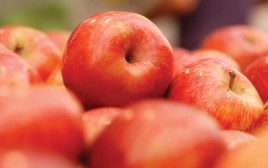 תפוחים (צילום: אורן פיקסלר, פלאש 90)