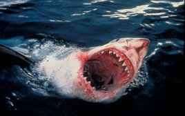 כריש (צילום: עמוס נחום,באדיבות הוט 8)