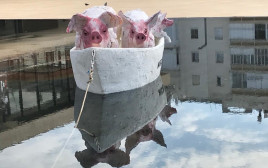 מיצג החזירים ברחבת הבימה בת"א  (צילום: אבשלום ששוני)