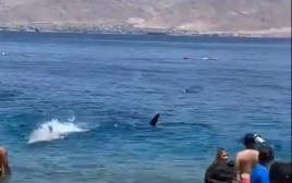 כריש לוויתני בחוף באילת