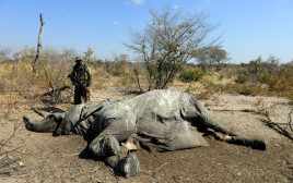 אחד הפילים שמתו בבוטסואנה (צילום: רויטרס)