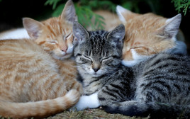 חתולים ישנים (צילום: רויטרס)